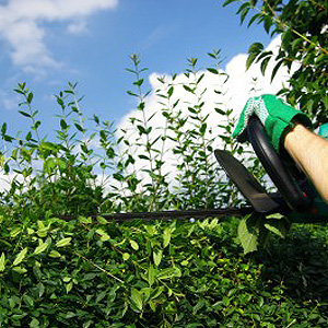 Hedge Cutting Ayrshire